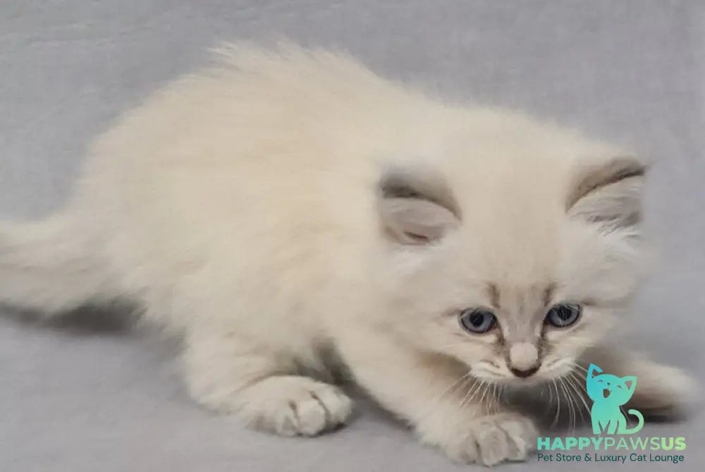 Angel Siberian male blue tabby pointed - live animals