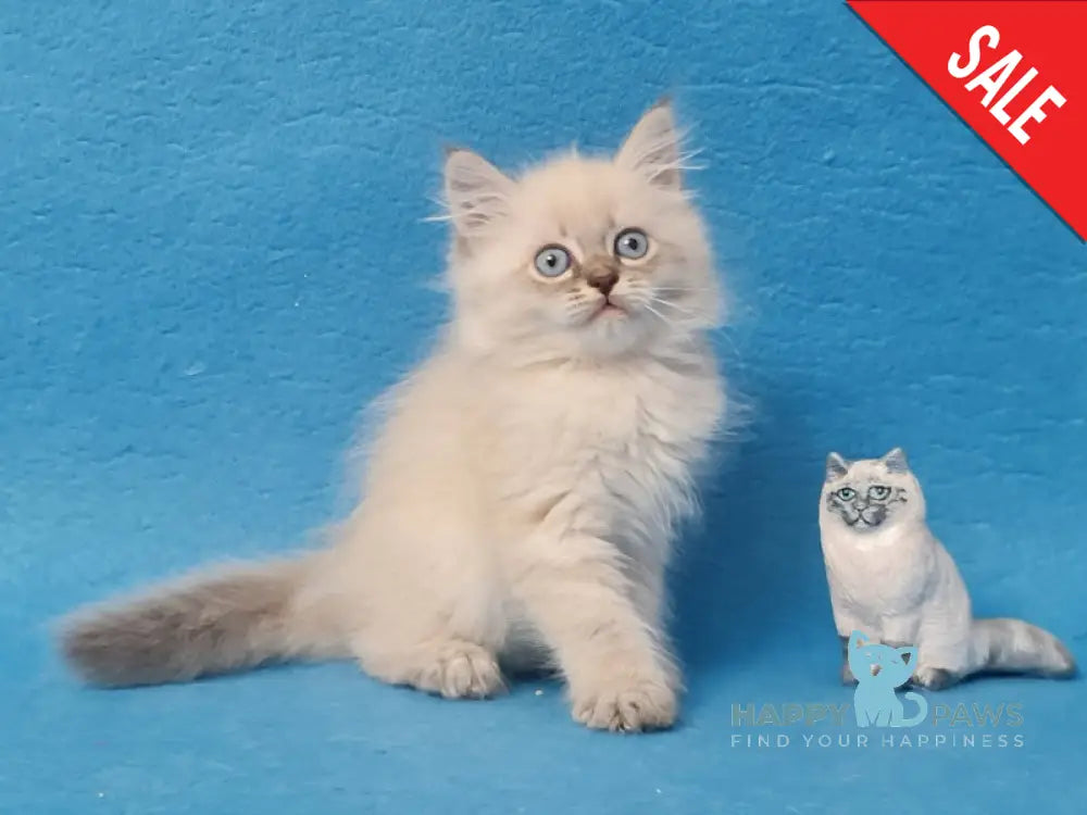 Angel Siberian male blue tabby pointed - live animals