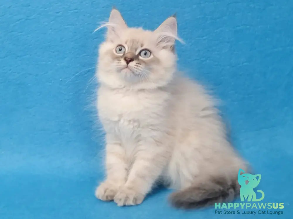Angel Siberian male blue tabby pointed - live animals