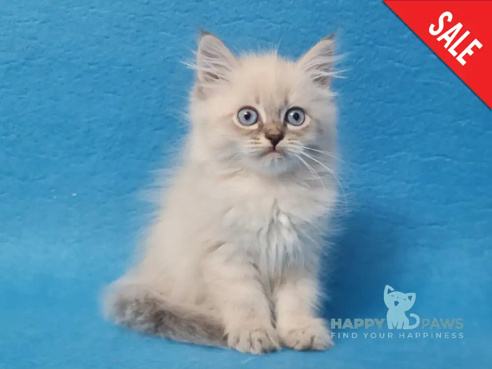 Angel Siberian male blue tabby pointed - live animals