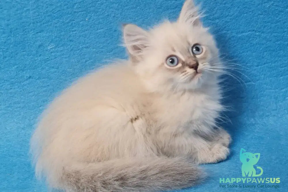 Angel Siberian male blue tabby pointed - live animals