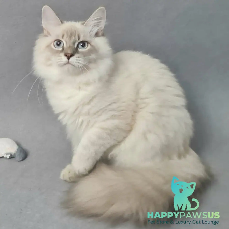 Angel Siberian male blue tabby pointed - live animals