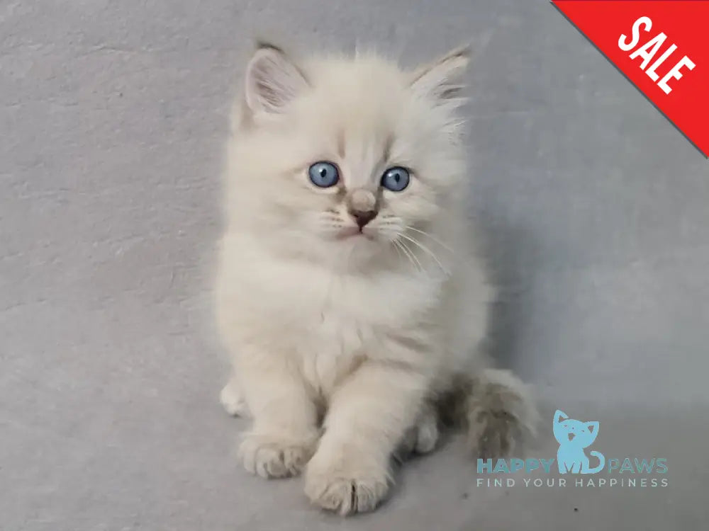 Angel Siberian male blue tabby pointed - live animals