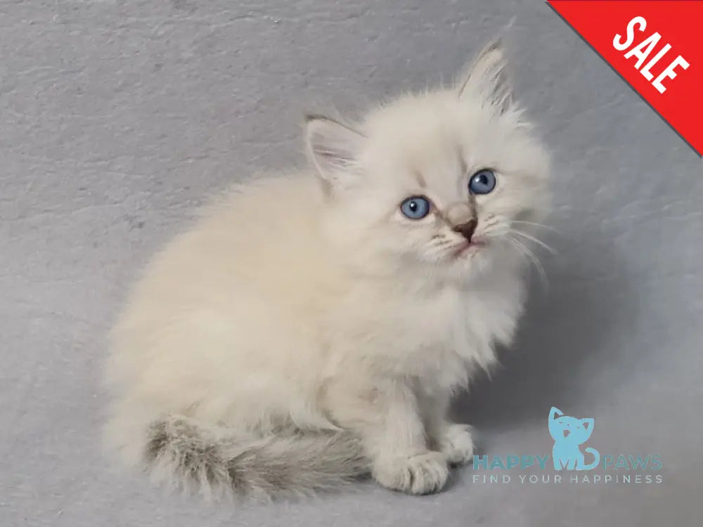 Angel Siberian male blue tabby pointed - live animals
