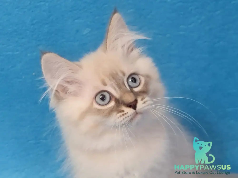 Angel Siberian male blue tabby pointed - live animals
