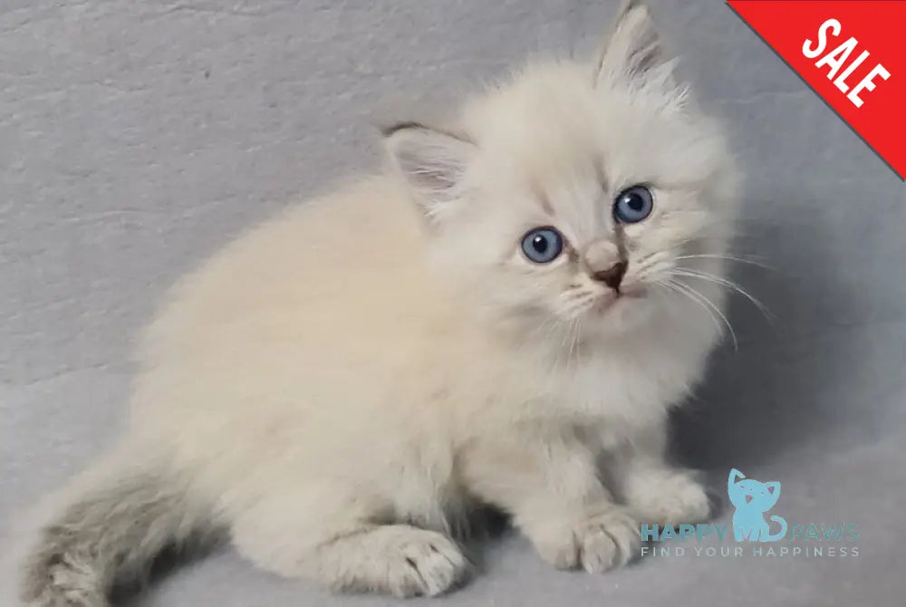 Angel Siberian male blue tabby pointed - live animals