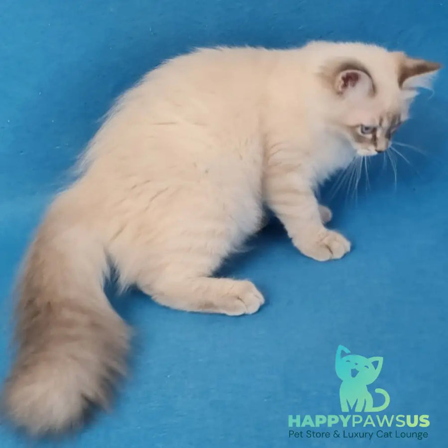 Angel Siberian male blue tabby pointed - live animals