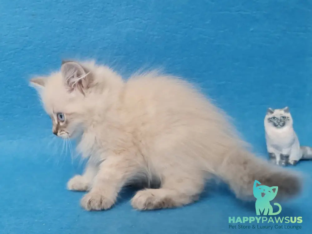 Angel Siberian male blue tabby pointed - live animals