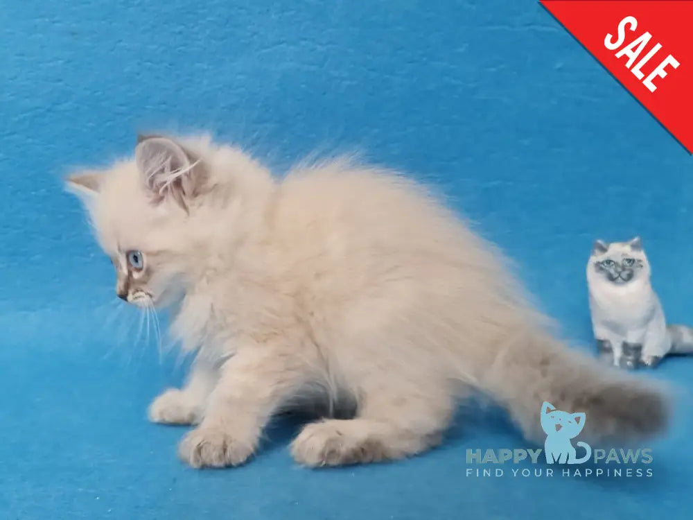 Angel Siberian male blue tabby pointed - live animals