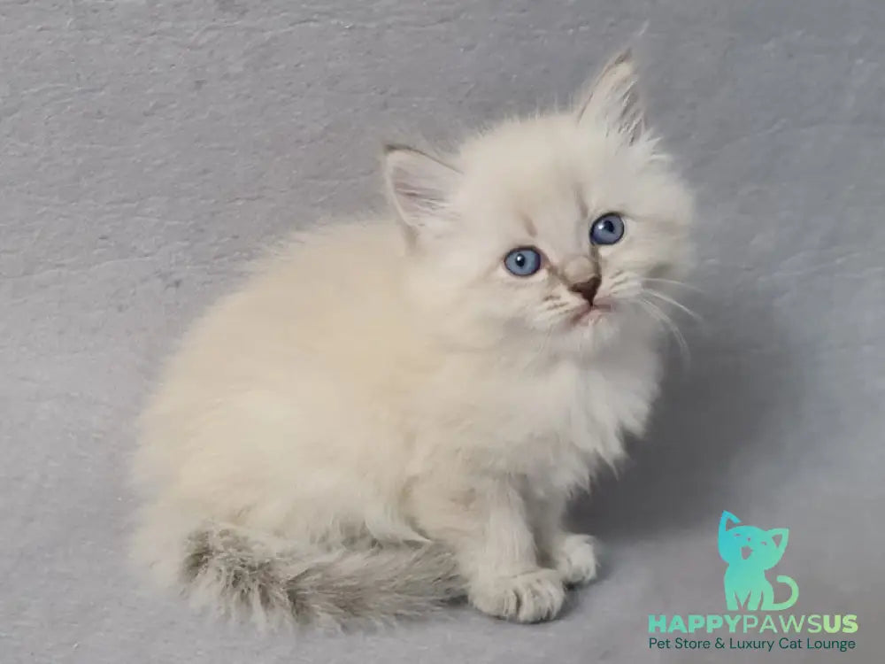 Angel Siberian male blue tabby pointed - live animals