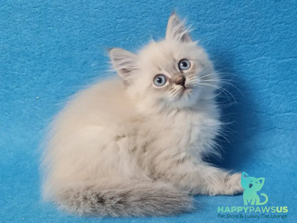 Angel Siberian male blue tabby pointed - live animals
