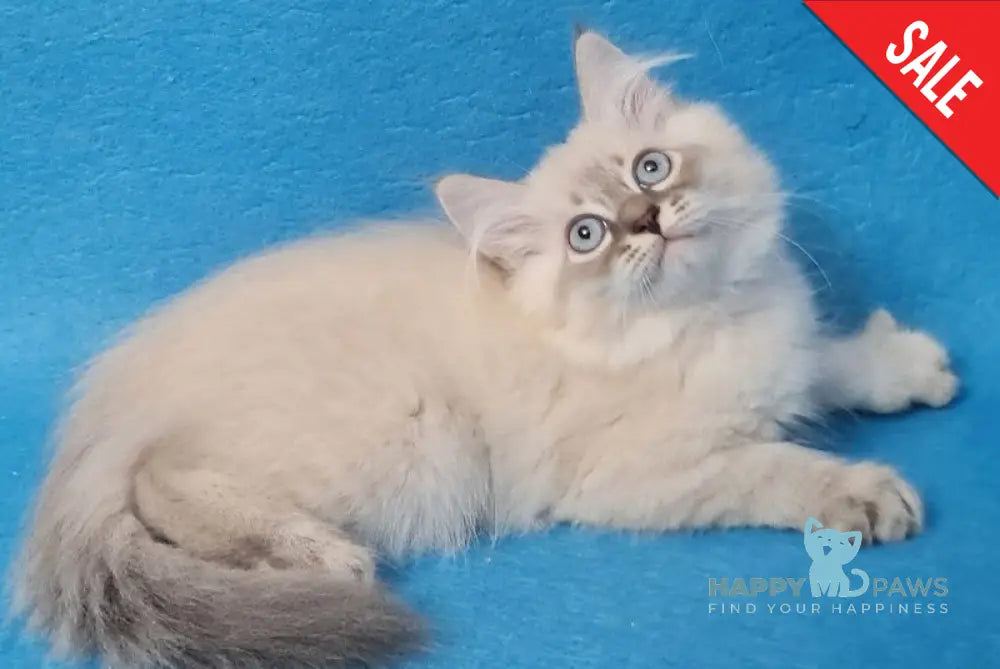 Angel Siberian male blue tabby pointed - live animals