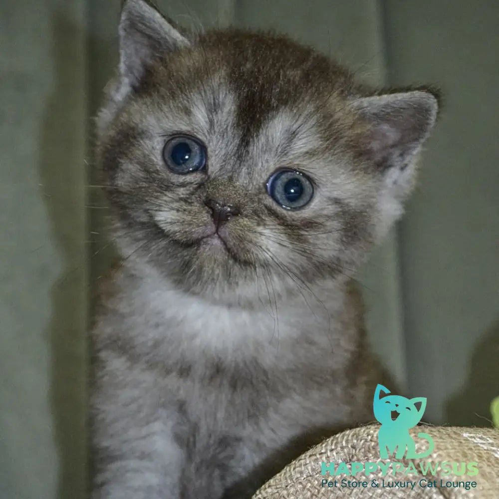Angela Scottish Straight female black silver - live animals