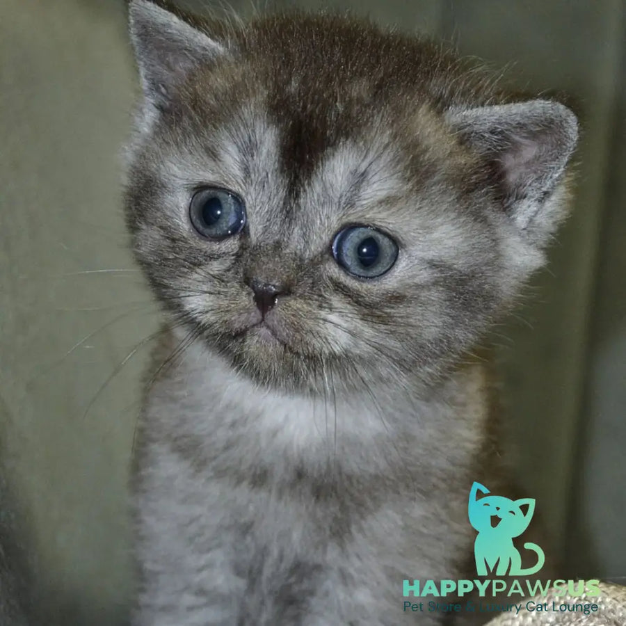 Angela Scottish Straight female black silver - live animals