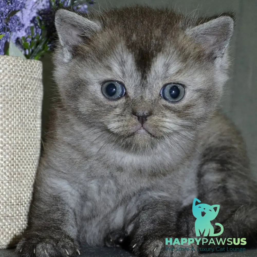 Angela Scottish Straight female black silver - live animals
