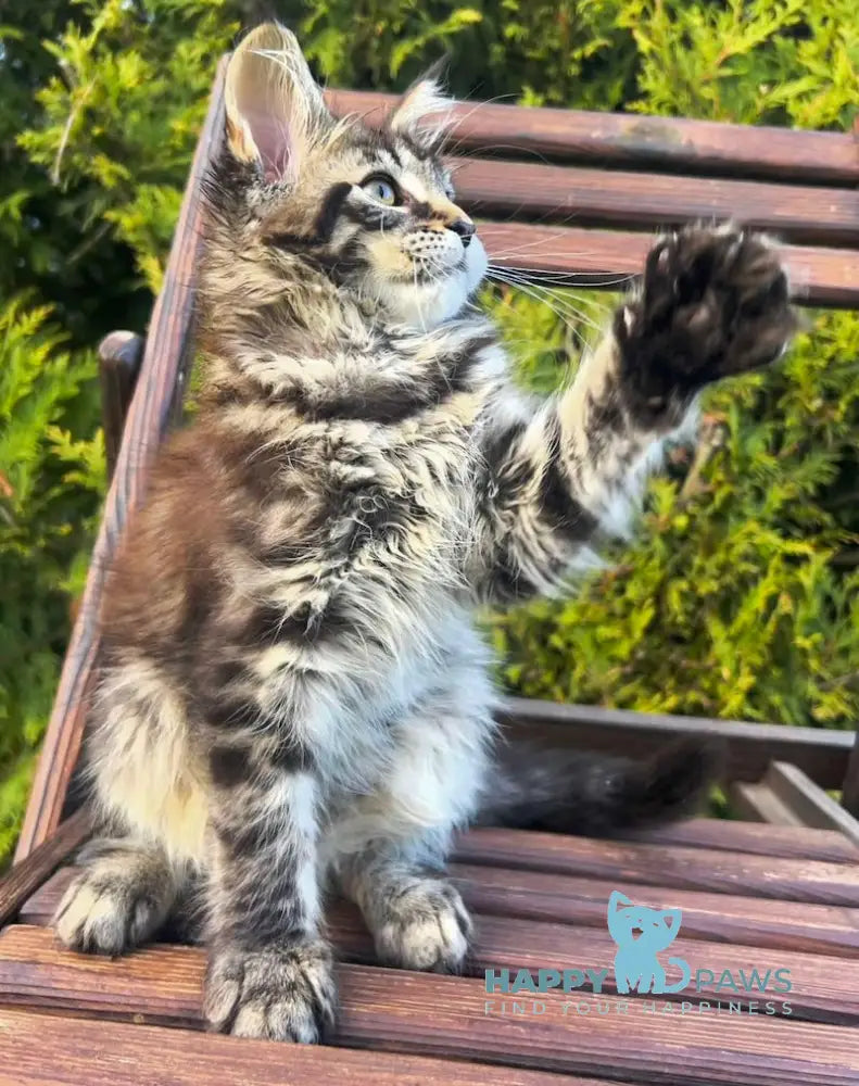 Angelina Maine Coon female black tabby live animals