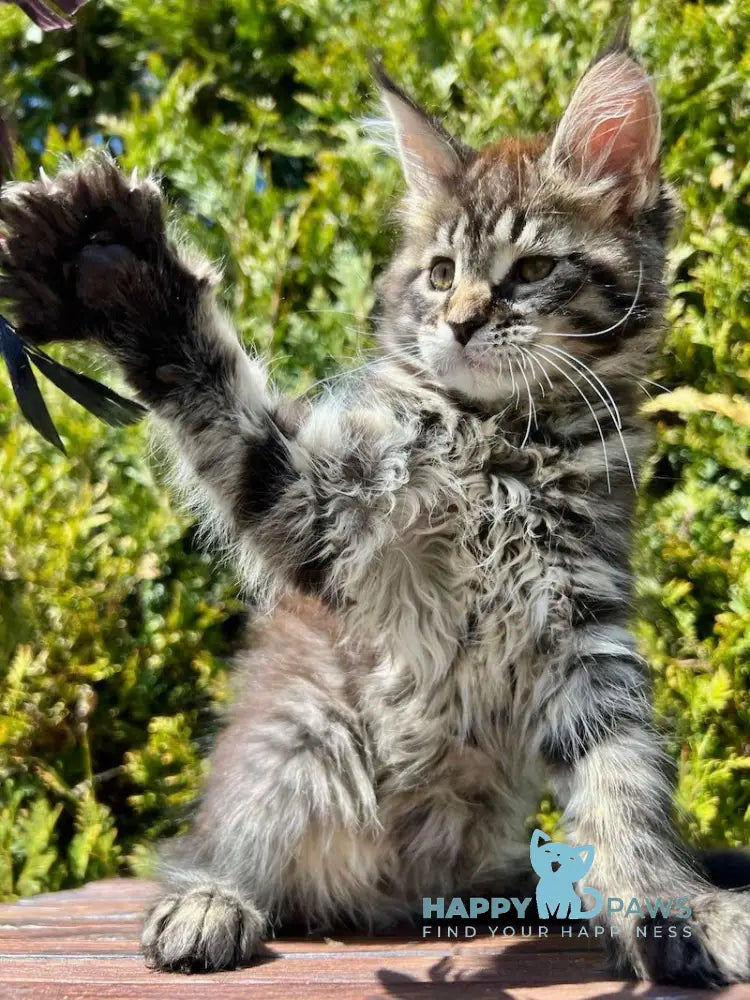 Angelina Maine Coon female black tabby live animals