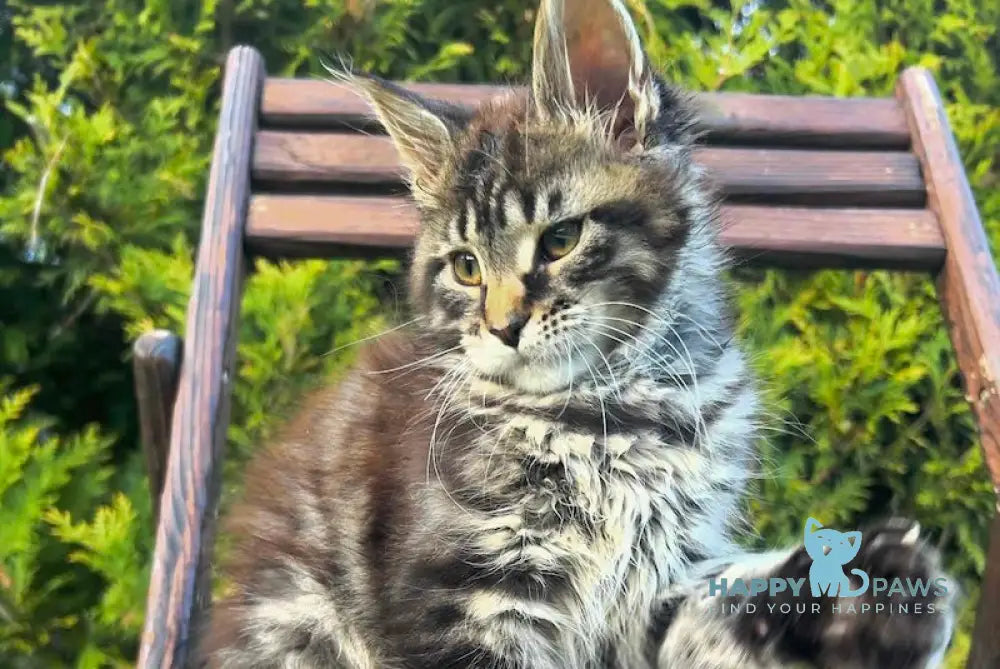 Angelina Maine Coon female black tabby live animals