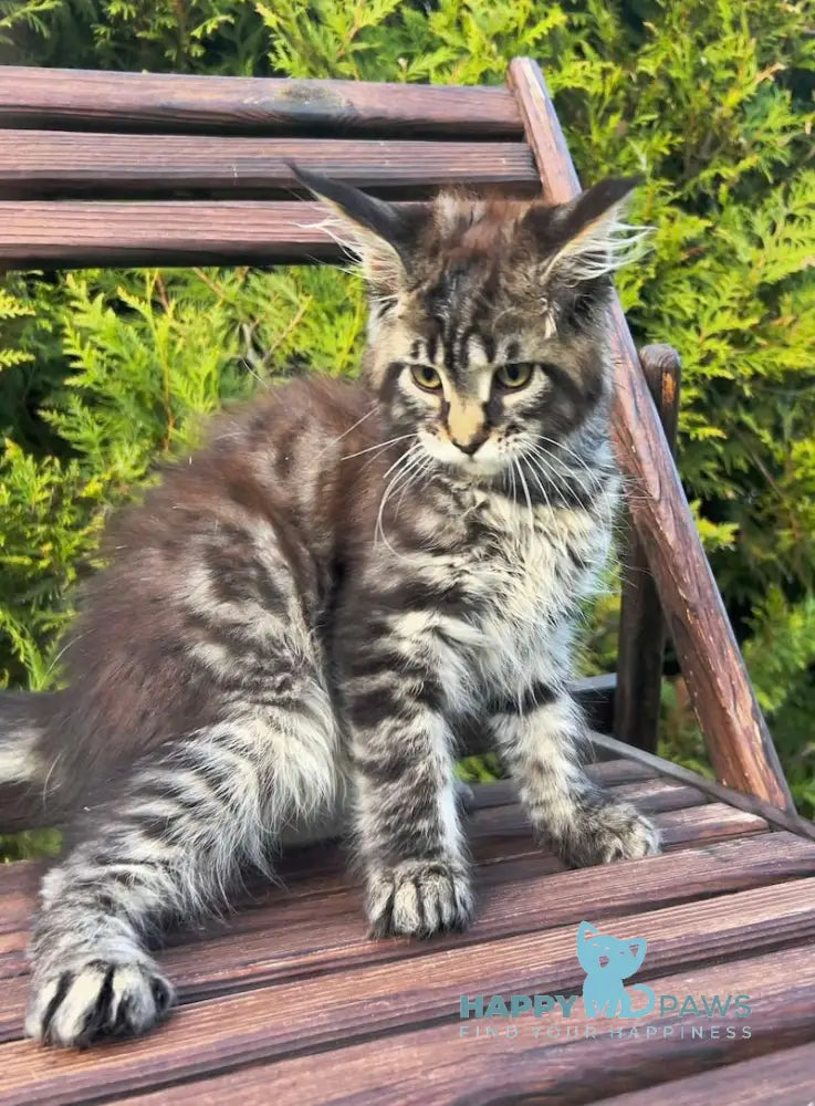 Angelina Maine Coon female black tabby live animals