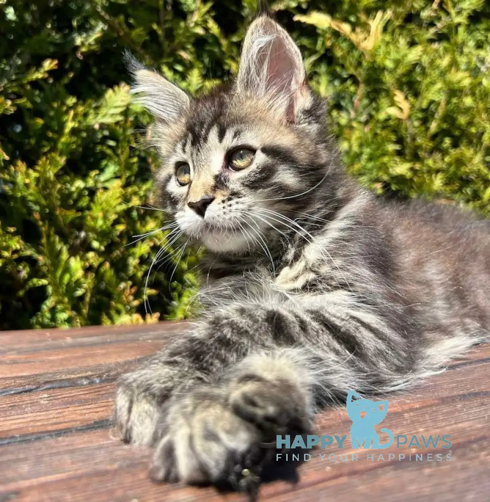Angelina Maine Coon female black tabby live animals