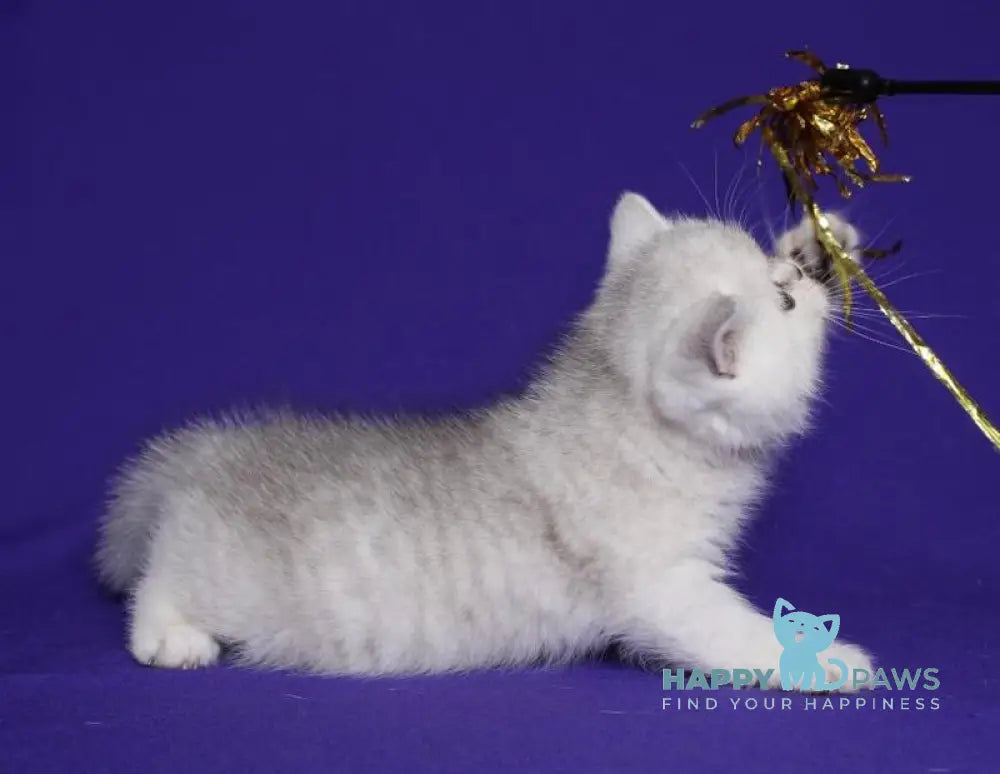 Angelina Scottish Straight female black silver spotted tabby live animals