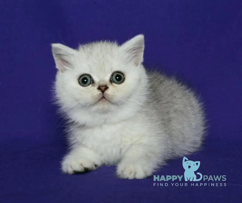 Angelina Scottish Straight female black silver spotted tabby live animals