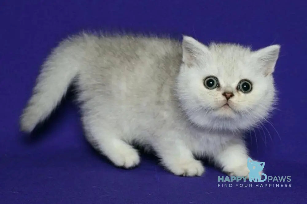 Angelina Scottish Straight female black silver spotted tabby live animals