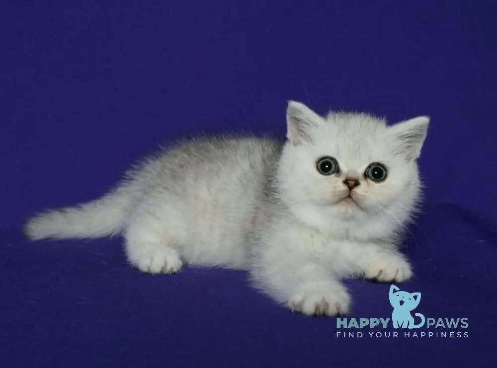 Angelina Scottish Straight female black silver spotted tabby live animals