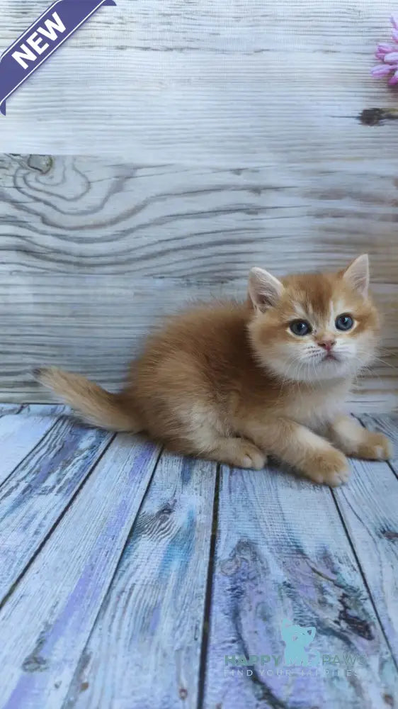 Anis British Shorthair male chocolate golden chinchilla live animals
