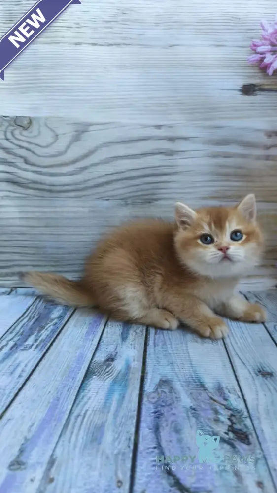 Anis British Shorthair male chocolate golden chinchilla live animals