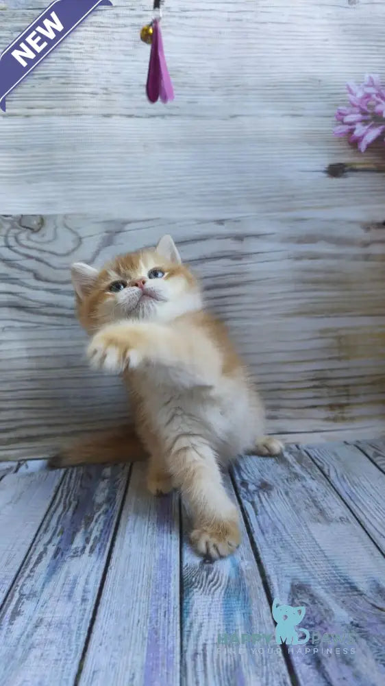 Anis British Shorthair male chocolate golden chinchilla live animals