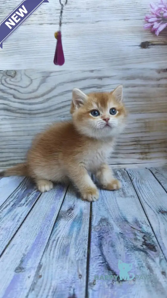 Anis British Shorthair male chocolate golden chinchilla live animals