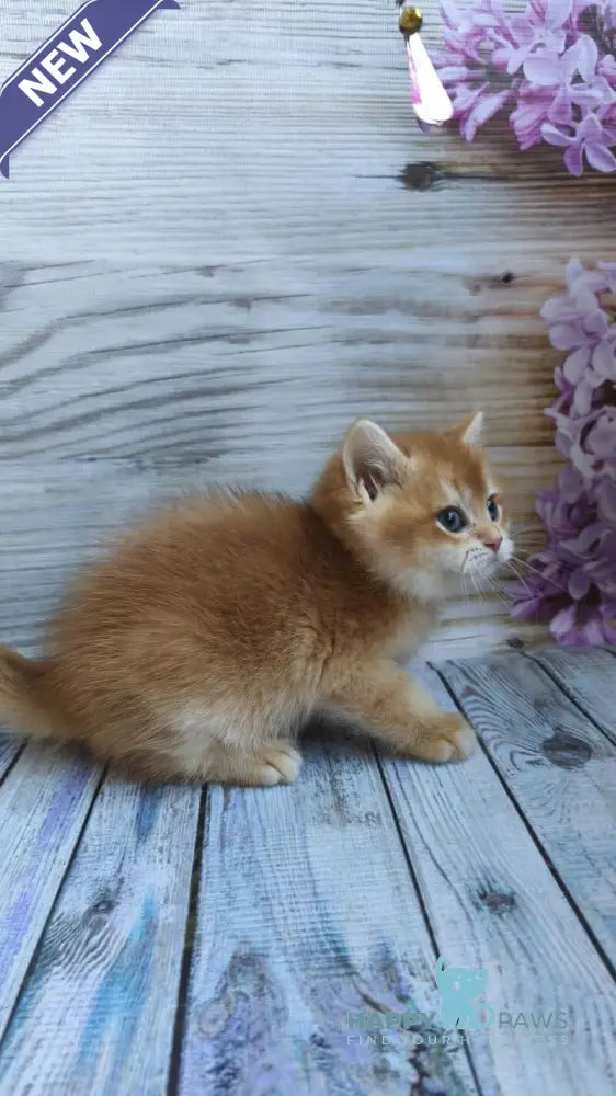 Anis British Shorthair male chocolate golden chinchilla live animals