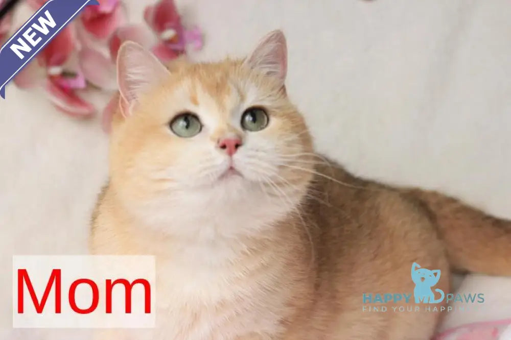 Anis British Shorthair male chocolate golden chinchilla live animals