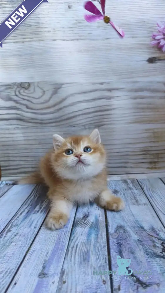 Anis British Shorthair male chocolate golden chinchilla live animals