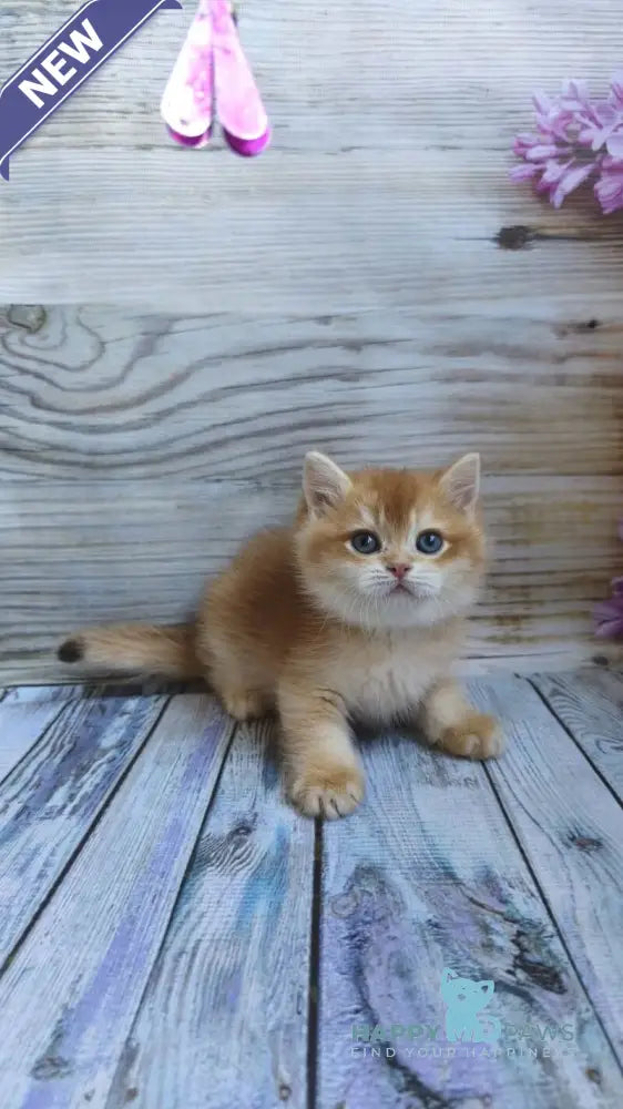 Anis British Shorthair male chocolate golden chinchilla live animals