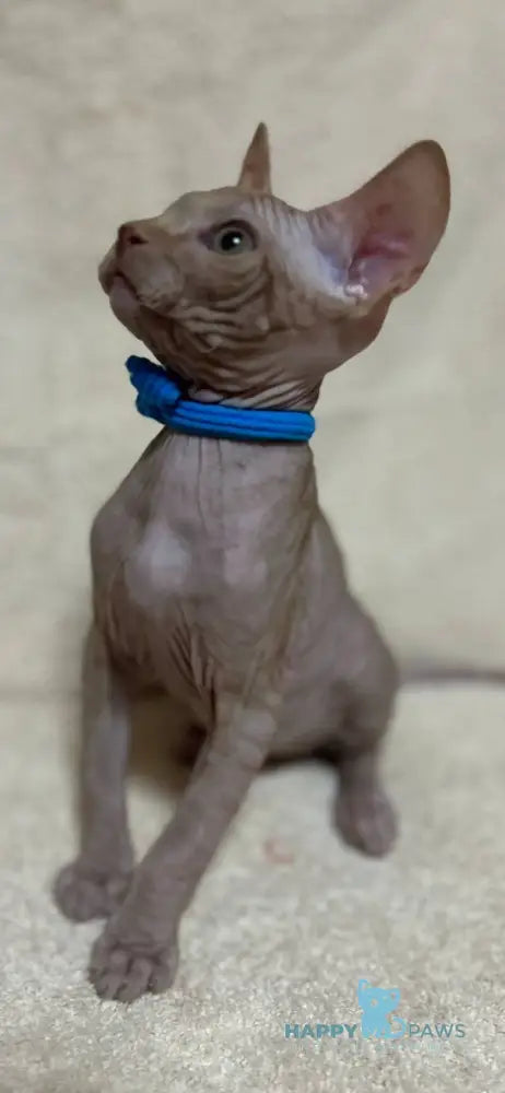 Anis Elf male lilac spotted tabby - live animals
