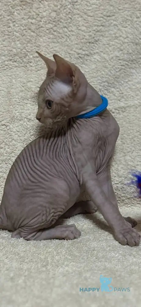 Anis Elf male lilac spotted tabby - live animals