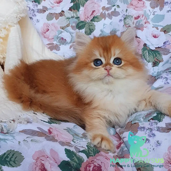 Anita British Longhair female black golden chinchilla - live animals