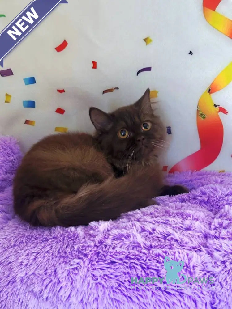Anita British Longhair female chocolate live animals