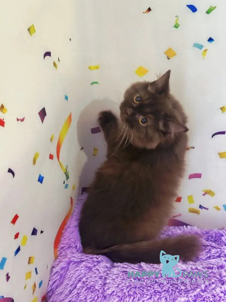 Anita British Longhair female chocolate live animals