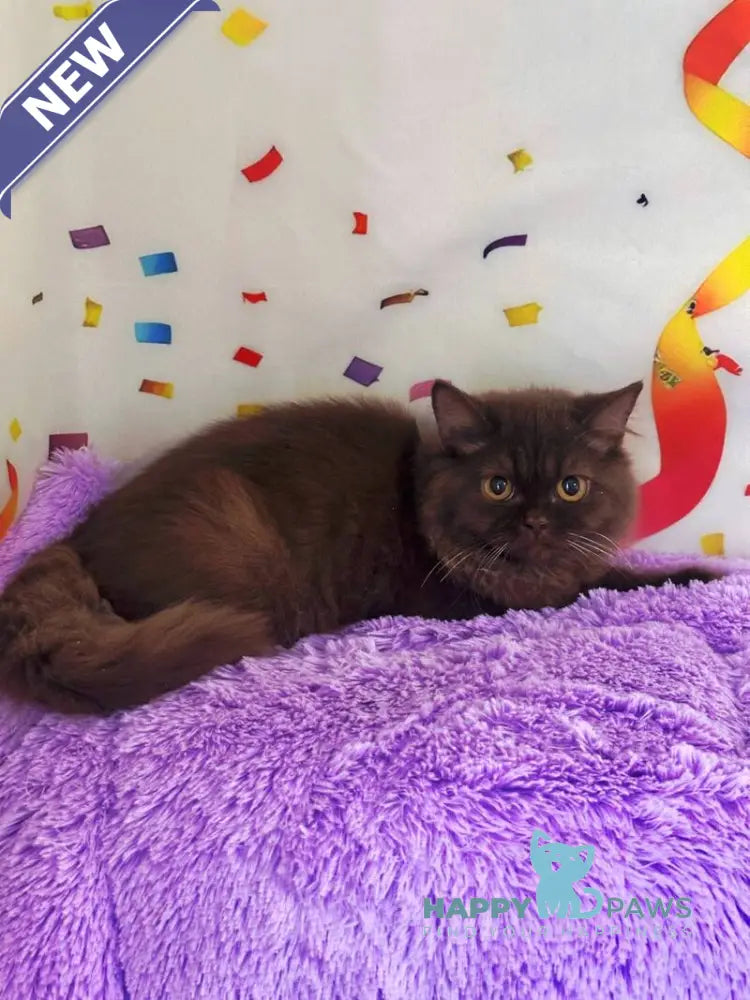 Anita British Longhair female chocolate live animals