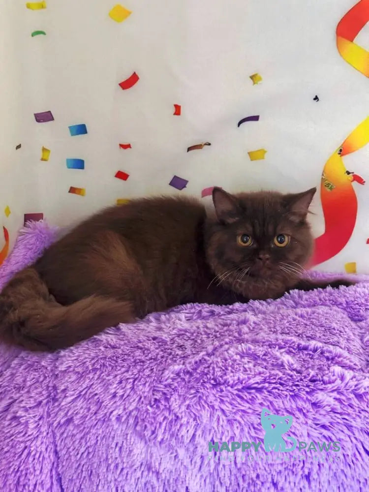 Anita British Longhair female chocolate live animals