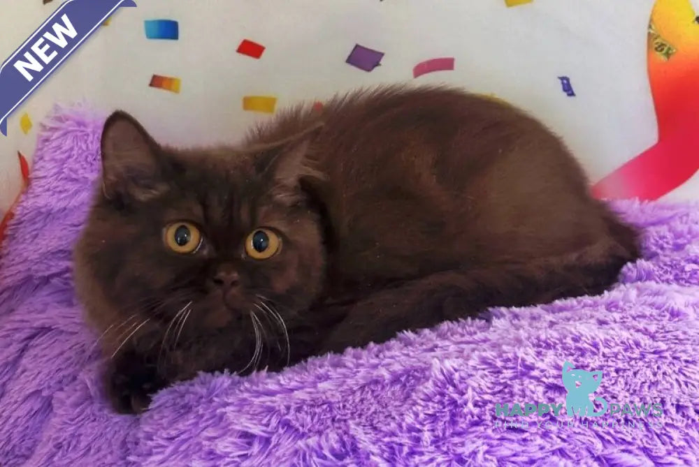 Anita British Longhair female chocolate live animals