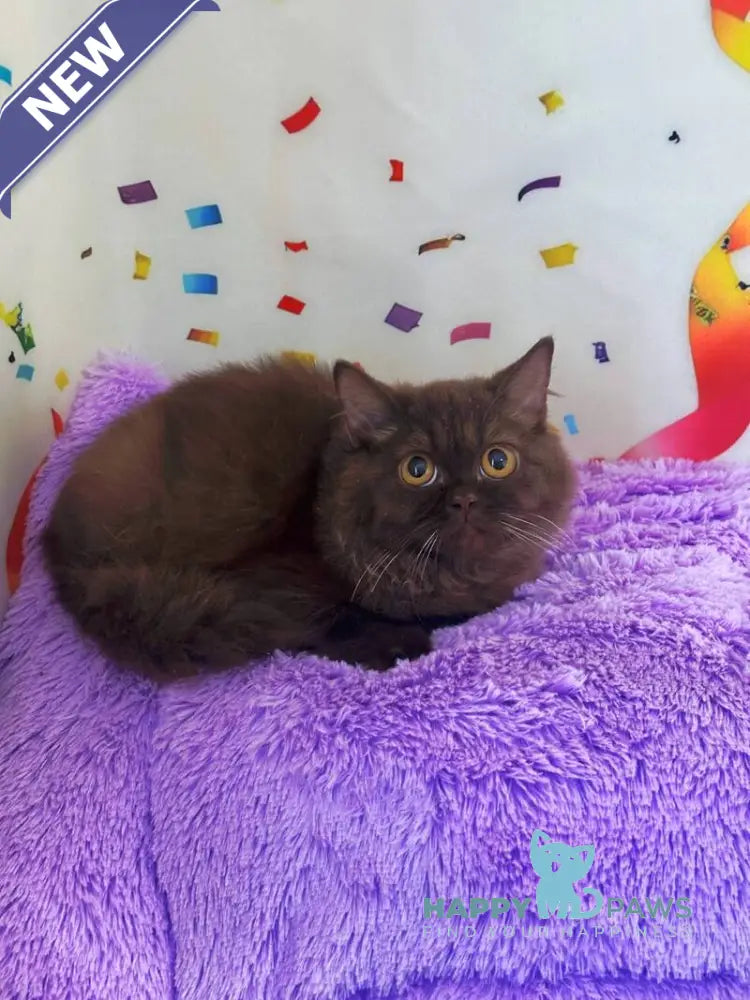 Anita British Longhair female chocolate live animals