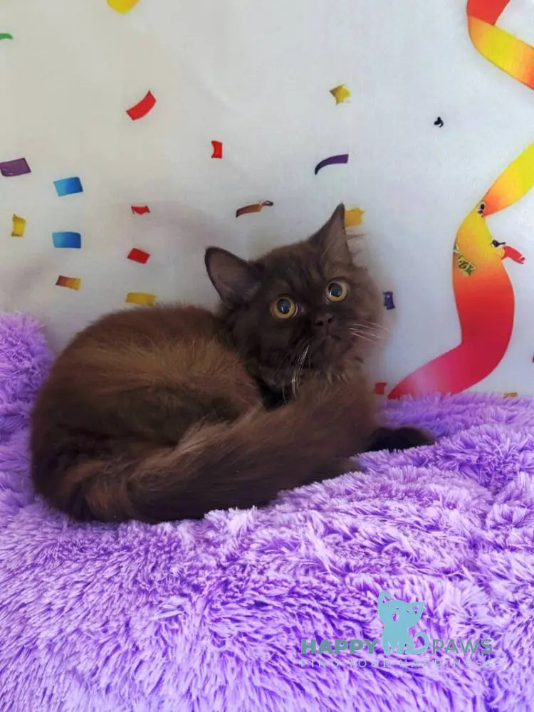 Anita British Longhair female chocolate live animals