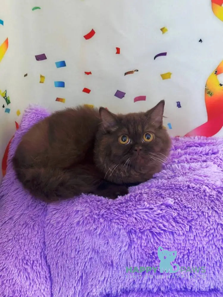 Anita British Longhair female chocolate live animals