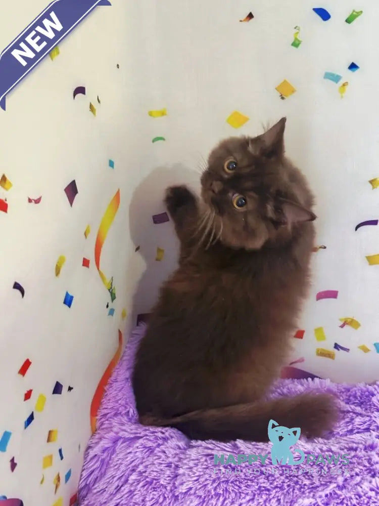Anita British Longhair female chocolate live animals