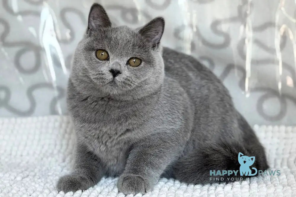 Anita British Shorthair female blue live animals