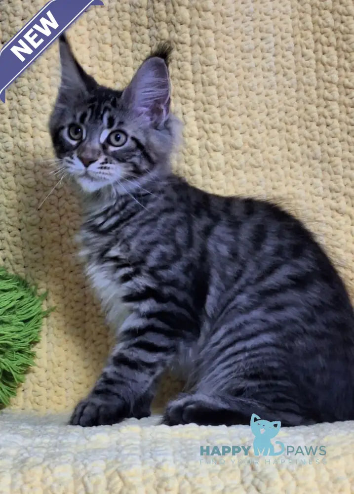 Anita Maine Coon polydactyl female black tabby live animals